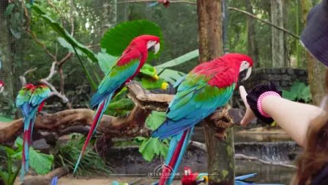 Parque das Aves em Foz do Iguaçu à 24 minutos de carro do Hotel