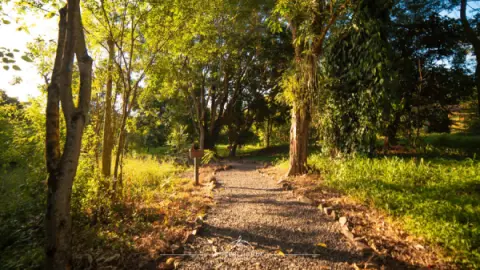 Trilhas em meio à Mata Atlântica no Interludium Iguassu Conventio